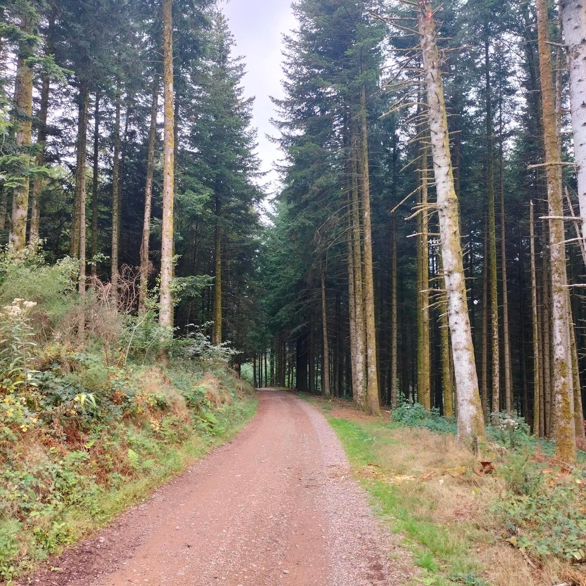 Gite Des Sapins Ranchal ภายนอก รูปภาพ
